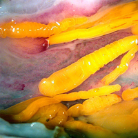 Передний конец тела взрослого скребня с крючками для заякоривания в кишечнике хозяина. Фото с сайта unife.it