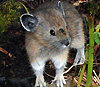 Американская пищуха Ochotona princeps. Изображение с сайта en.wikipedia.org