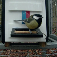 Рис. 1. Кормушка-головоломка, использовавшаяся в эксперименте по формированию культурных традиций у большой синицы