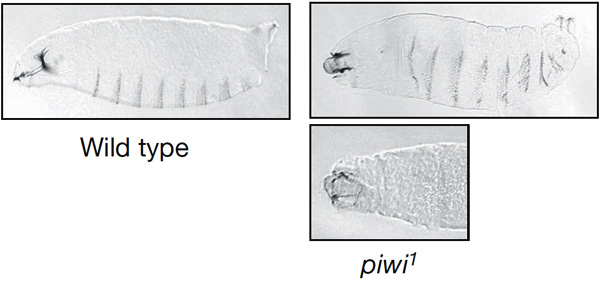 Нормальный эмбрион дрозофилы (слева) и эмбрионы с патологическими изменениями головы, которые развились из яиц, отложенных самкой, у которой была выведена из строя система пиРНК. Фото из обсуждаемой статьи в Nature
