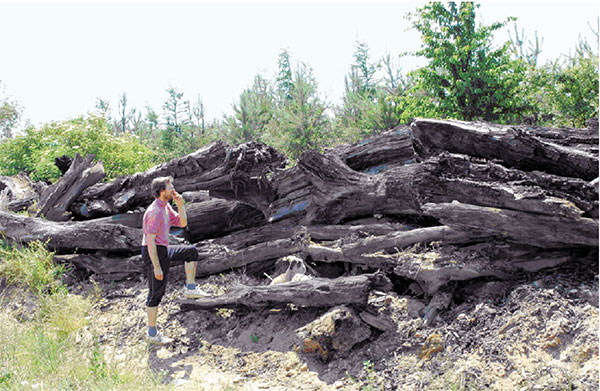 Рис. 2. Древесные завалы, откопанные учеными: Радек Миклаш, один из авторов исследования, любуется проделанной работой. Фото из обсуждаемой статьи в Antiquity