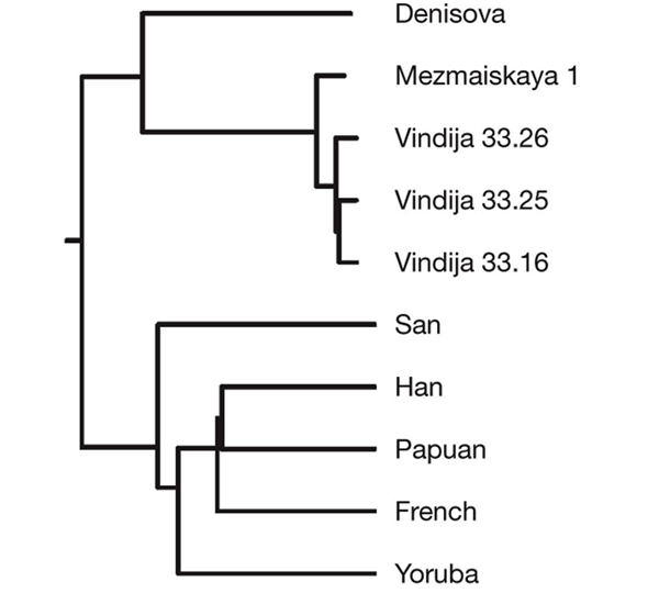 Генеалогия денисовцев, неандертальцев и сапиенсов, основанная на сравнении ядерных геномов. 10 индивидуумов, сверху вниз: денисовец, 4 неандертальца, представители пяти современных народов: сан (бушмен), китаец, папуас, француз, йоруба. Рисунок из обсуждаемой статьи в Nature