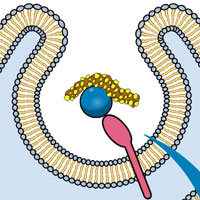 Лизис амилоидной бляшки
