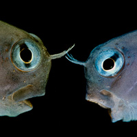 Рыбы-собачки