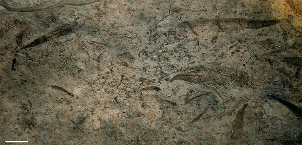 Так выглядят ископаемые остатки из Ланьтяня. Видно, что их много и они разнообразны. Беспорядочно ориентированные отпечатки свидетельствуют об отсутствии придонного течения, их ровная поверхность без складок — об отсутствии волнового перемешивания. Длина масштабной линейки 1 см. Фото из дополнительных материалов к обсуждаемой статье Xunlai Yuan, et al в Nature