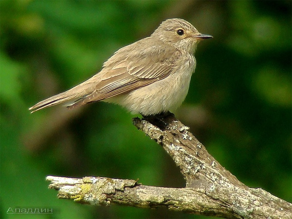 Серая мухоловка (Muscicapa striata) — пример «дальнего мигранта», отправляющегося на зимовку в Африку. Фото Аладдина с сайта clubs.ya.ru