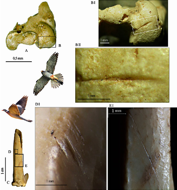 Царапины от каменных орудий на костях крыльев кобчика (A, B) и вяхиря (D, E). Изображение из обсуждаемой статьи в PNAS