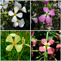 Рис. 1. Варианты окраски цветков дикого редиса (Raphanus sativus)