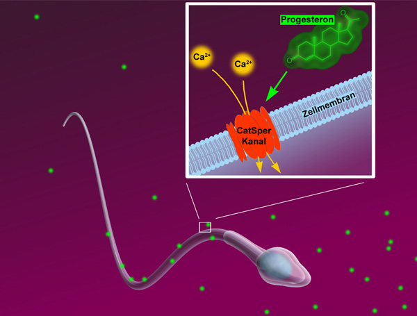Прогестерон воздействует на кальциевый канал CatSper, расположенный на хвостике сперматозоида; это приводит к резкому увеличению его пропускной способности и, соответственно, к быстрому увеличению концентрации Са2+ в хвостике сперматозоида. После этого запускается кальций-зависимый ответ сперматозоида, приводящий к созреванию и внедрению сперматозоида в яйцеклетку. Рисунок из пресс-релиза Центра передовых исследований