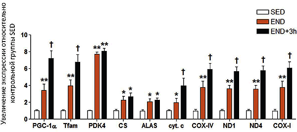 Рис. 2. Увеличение экспрессии ядерных и митохондриальных генов после физической нагрузки у мышей