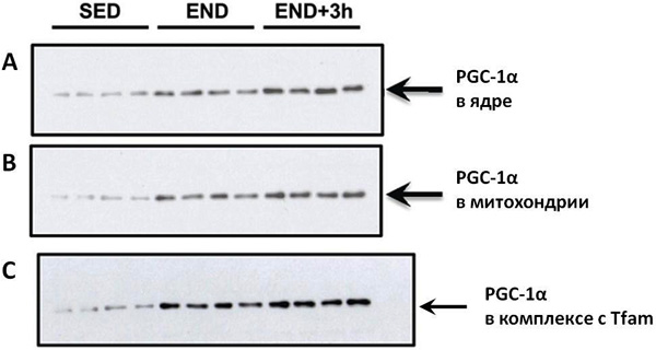 <b>Рис. 3. Увеличение количества белка PGC-1α в ядре (А) и в митохондриях (В)