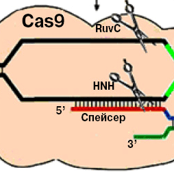 Умные ножницы для ДНК