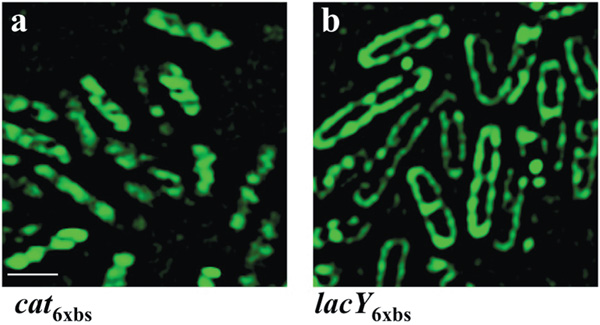 Рис. 2. Внутриклеточная локализация молекул мРНК зависит от последующей локализации белков, которые они кодируют. a — мРНК, кодирующие хлорамфеникол ацетилтрансферазу (цитоплазматический белок) образуют спиралевидные структуры в цитозоле клетки; b — молекулы мРНК, кодирующие лактозную пермеазу (мембранный белок) обнаружены по периферии клетки. Иллюстрация из обсуждаемой статьи в Science
