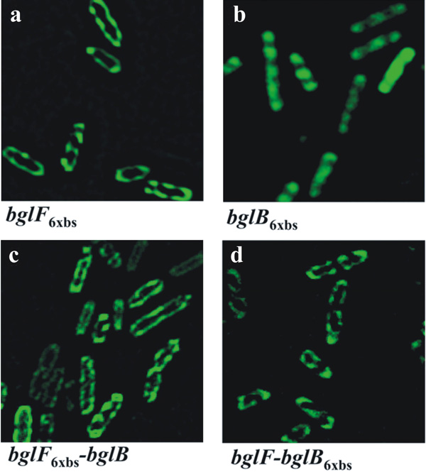 Рис. 4. Локализация полицистронной мРНК, кодирующей два белка (мембранный и цитоплазматический) определяется цистроном, который кодирует мембранный белок. Иллюстрация из обсуждаемой статьи в Science