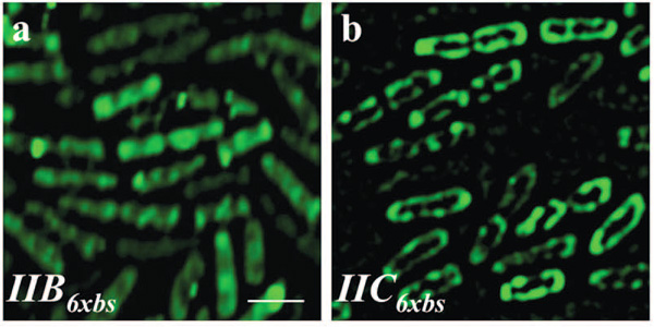 Рис. 5. Локализацию мРНК мембранного белка вблизи мембраны определяет участок, кодирующий гидрофобную часть белковой молекулы. Иллюстрация из обсуждаемой статьи в Science