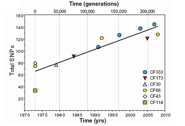 Динамика накопления нуклеотидных замен: как видно из графика, скорость мутации более или менее постоянная. Значительный разброс заметен только в начальной точке — 1973 год. График из обсуждаемой статьи в PNAS