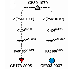 Параллельная эволюция бактерий у двух пациентов привела к формированию трех новых признаков, но за счет разных мутаций: гены PA5160 и mexY связаны с транспортом лекарственных препаратов, gyrA обеспечивает устойчивость к ципрофлоксацину; также выявлены делеции, ведущие к потере способности разлагать 4-HPA. Схема из обсуждаемой статьи в PNAS