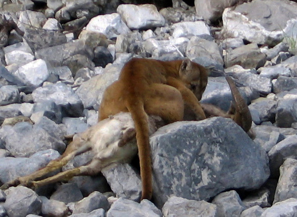 Пума, напавшая на снежного барана. Фото с сайта www.gothunts.com