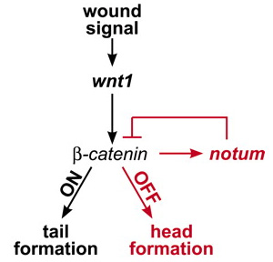 Упрощенная схема работы wnt1-каскада при регенерации головы и хвоста; одна из главных ролей отдана гену notum: он останавливает работу wnt1. Схема из обсуждаемой статьи «Polarized notum Activation at Wounds Inhibits Wnt Function to Promote Planarian Head Regeneration» в Science