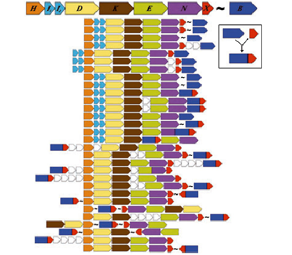 На этой схеме показаны гены, сформировавшие эффективный нитрогеназный комплекс и их варианты у реальных микроорганизмов Рисунок из обсуждаемой статьи в Geobiology