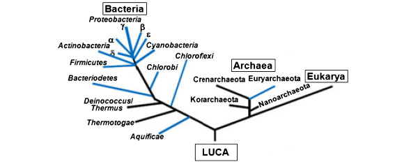 Филогенетическое древо обладателей комплекса нитрогеназной активности; голубым цветом отмечены линии, которые имеют все компоненты нитрогеназного комплекса. Рисунок из обсуждаемой статьи в Geobiology