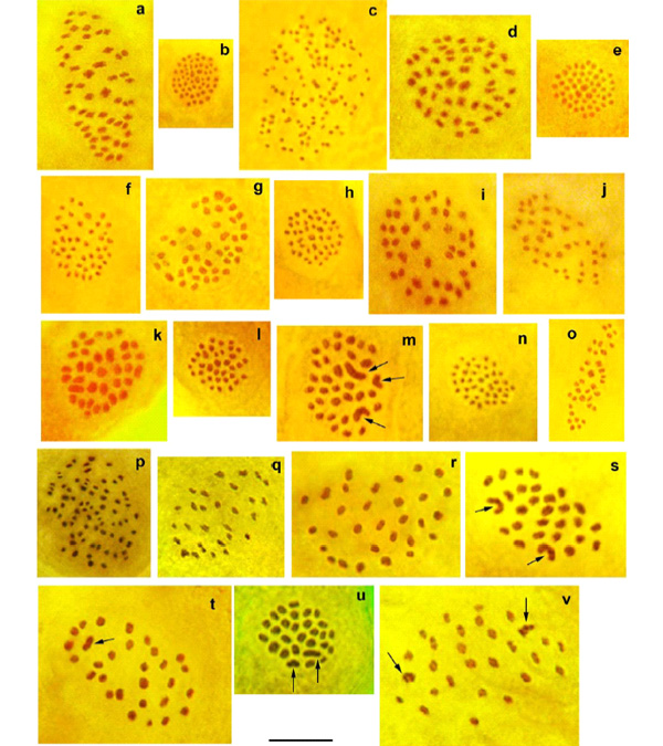 Кариотипы бабочек <i>Leptidea sinapis</i> из разных популяций в метафазе I мейоза. Стрелками показаны триваленты. Изображение из дополнительных материалов к обсуждаемой статье Lukhtanov et al.