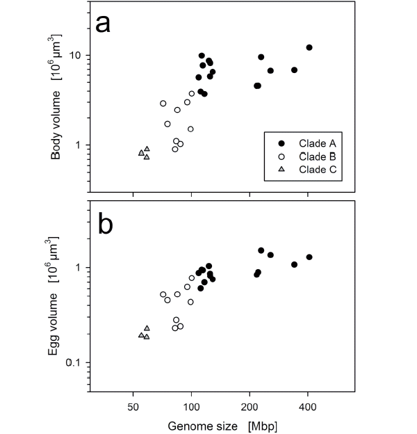Размер генома (горизонтальная ось) положительно коррелирует с размером коловраток (верхний график) и с размером их яиц (нижний график). Каждый значок соответствует одному клону. Рисунок из обсуждаемой статьи Stelzer et al.