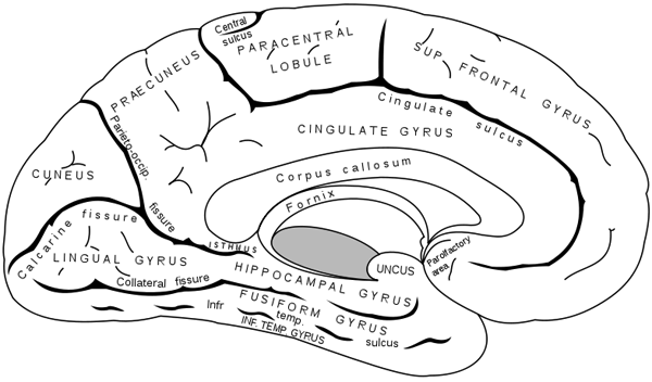 Внутренняя (медиальная) поверхность левого полушария. В нижней части схемы видна веретеновидная извилина височной доли (Fusiform gyrus), отвечающая за распознавание лиц, слов и символов (в том числе цифр). Изображение с сайта en.wikipedia.org
