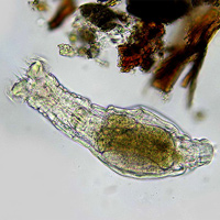 Бделлоидная коловратка Habrotrocha. Фото с сайта www.microscopy-uk.org.uk