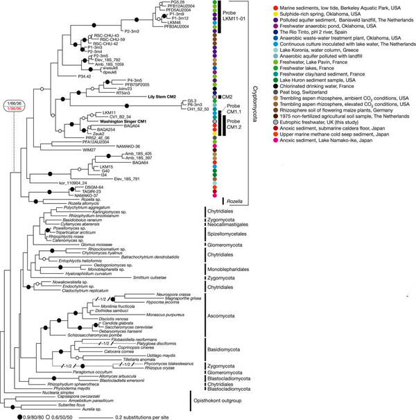 Рис. 3. Эволюционное дерево, основанное на последовательностях генов рРНК, показывает родственные связи криптомицетов (обозначены цветными кружками) и «настоящих» грибов (нижняя половина дерева). Рисунок из обсуждаемой статьи в Nature
