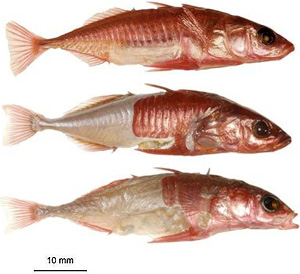 В ходе приспособления к жизни в пресных водоемах у трехиглой колюшки уменьшилось число костных пластинок на боках. Изображение с сайта seattletimes.nwsource.com