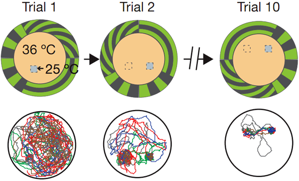 Рис. 1. В верхнем ряду схематично изображено экспериментальное помещение. В нижнем ряду показаны траектории движения четырех мух в первом (trial 1), втором (trial 2) и десятом (trial 10) опытах. Видно, что с каждым последующим опытом мухи всё легче находят местоположение укрытия. Изображение из обсуждаемой статьи в Nature