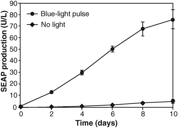 Рис. 3. Синтез белка SEAP (человеческой плацентарной секретируемой щелочной фосфатазы), поставленного под контроль NFAT-ного промотора, проводился в биореакторе клетками линии HEK-293, которых «заставили» экспрессировать меланопсин. Видно, что под действием пульсирующего синего света (Blue light pulse) синтез проходит прекрасно, в то время как в темноте (No light) белок практически не синтезируется. Изображение из обсуждаемой статьи в Science