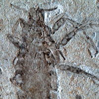 Находки гигантских блох, датированные средним юрским периодом, из местонахождения Даохугоу, Китай