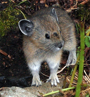 Американская пищуха Ochotona princeps. Изображение с сайта en.wikipedia.org