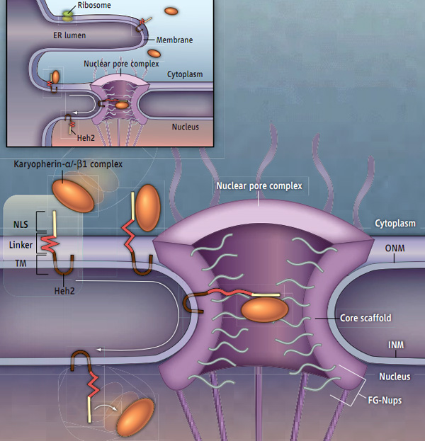 Рис. 1. Вот как проходит транспорт мембранных белков в ядро. Наружная ядерная мембрана (outer nuclear membrane, ONM) переходит в мембранную систему эндоплазматической сети (endoplasmic reticulum, ER), где и происходит синтез белков на рибосомах (ribosome). Изображение из статьи Richard W. Kriwacki, Mi-Kyung Yoon. Fishing in the Nuclear Pore // Science. 2011. V. 333. P. 44–45