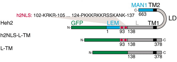 Рис. 2. Белок Heh2 с «пришитым» к его N-концу светящимся белком GFP и полученные на его основе белки h2NLS-L-TM и L-TM. Названия доменов объясняются в тексте. Цифрами показаны номера аминокислотных остатков. N и С — N- и С-концы белковой цепочки. Изображение из обсуждаемой статьи в Science
