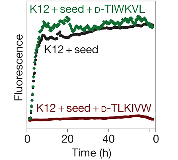 Рис. 2. При добавлении пептида D-TLKIVW к раствору К12 (это фрагмент белка тау, содержащий VQIVYK-последовательность) агрегация не начинается даже в присутствии затравки (seed), коричневая линия. Без D-TLKIVW или с пептидом, у которого аминокислоты расставлены не в том порядке (D-TIWKVL), агрегация начинается очень быстро (черная и зеленая линии). Изображение из обсуждаемой статьи в Nature