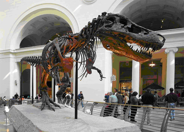 Самый крупный и наиболее полно сохранившийся скелет тираннозавра Tyrannosaurus rex в экспозиции Чикагского музея естественной истории (Field Museum of Natural History). Его прозвали Сью (Sue) в честь палеонтолога Сюзанны Хендриксон (Susan Hendrickson), нашедшей данный скелет при раскопках в Южной Дакоте в 1990 году. Фото с сайта www.richard-seaman.com