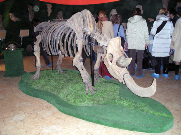 Скелет шерстистого носорога Coelodonta antiquitatis в музее «Ледниковый период». Фото с сайта evolbiol.ru