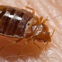 Постельный клоп