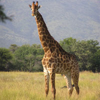 Самое высокое млекопитающее