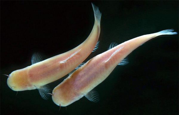 Пещерные рыбки Phreatichthys andruzzii. Фото с сайта www.kit.edu