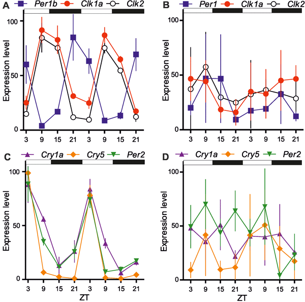Рис. 2. Результаты анализа эндогенной экспрессии часовых генов (Per1, Clk1a, Clk1b) и генов, регулируемых светом (Cry1a, Cry5, Per2) в течение двух дней в плавниках D. rerio (A, C) и P. andruzzii (B, D). Рисунок из обсуждаемой статьи в PLoS Biology