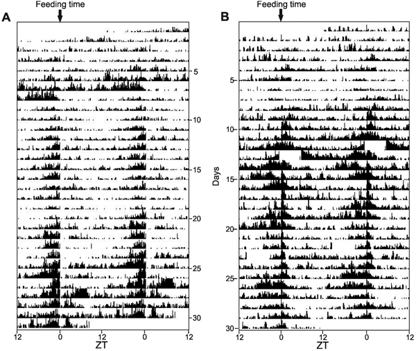 Рис. 3. Двигательная активность D. rerio (слева) и P. andruzzii (справа), которых кормили один раз в день (время кормления обозначено стрелкой) в полной темноте. Обозначения такие же, как и на рис. 1. Рисунок из обсуждаемой статьи в PLoS Biology