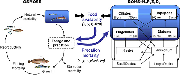 Рис. 4. Схема работы модели OSMOSE. Справа — блок для расчета количества доступной пищи для планктонофагов (модель ROMS). Слева — блок динамики численности рыбы. Рис. с сайта www.meece.eu