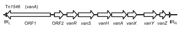 Оперон, обеспечивающий резистентность к ванкомицину: vanR и vanS — регуляторы экспрессии генов трех ферментов — vanH, vanA и vanX; их согласованная работа приводит к замене D-Ala на D-lac. Схема из статьи: С. В. Сидоренко, В. И. Тишков. Молекулярные основы резистентности к антибиотикам // Успехи биологической химии. Т. 44. С. 263–306