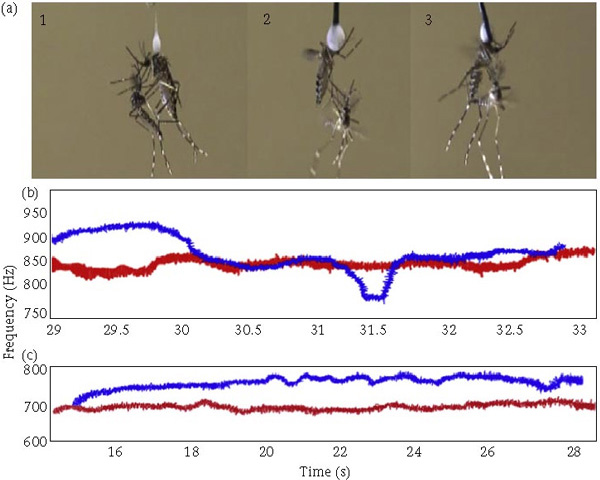 Рис. 2. (a) Попытки самца спариться с самкой. (b) и (c) Спектрограммы гармоник самца (синий) и самки (красный) Aedes aegypti: (b) — спектрограмма сигналов самца и самки показывает успешную конвергенцию основной частоты самца и второй гармоники самки; (c) — такой конвергенции не происходит. Рисунок из обсуждаемой статьи в Animal Behaviour