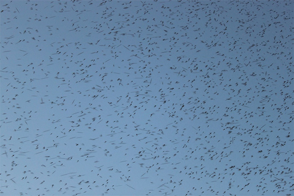 У комаров A. aegypti рои образуют в основном самцы, а одиночные самки время от времени залетают в них для спаривания. Фото с сайта fotki.yandex.ru/users/drycike