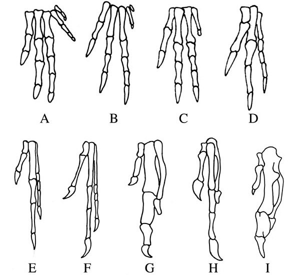 Рис. 2. Редукция пальцев IV и V в эволюционном ряду от ранних динозавров к птицам. Из: Alexander O. Vargas. 2005. Beyond Selection // Revista Chilena de Historia Natural. V. 78. P. 739–752